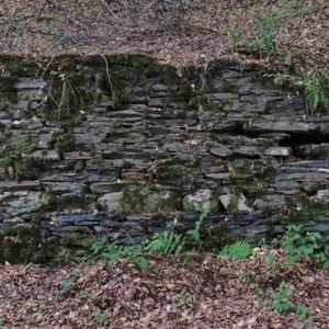 C'est un mur, mais pas n'importe lequel, un mur des Ardennes 🐗 #ardennes #nature #wall #autumn